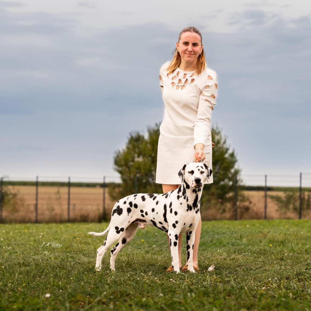 CH. Royally perfect Of A Majestic Spotted White