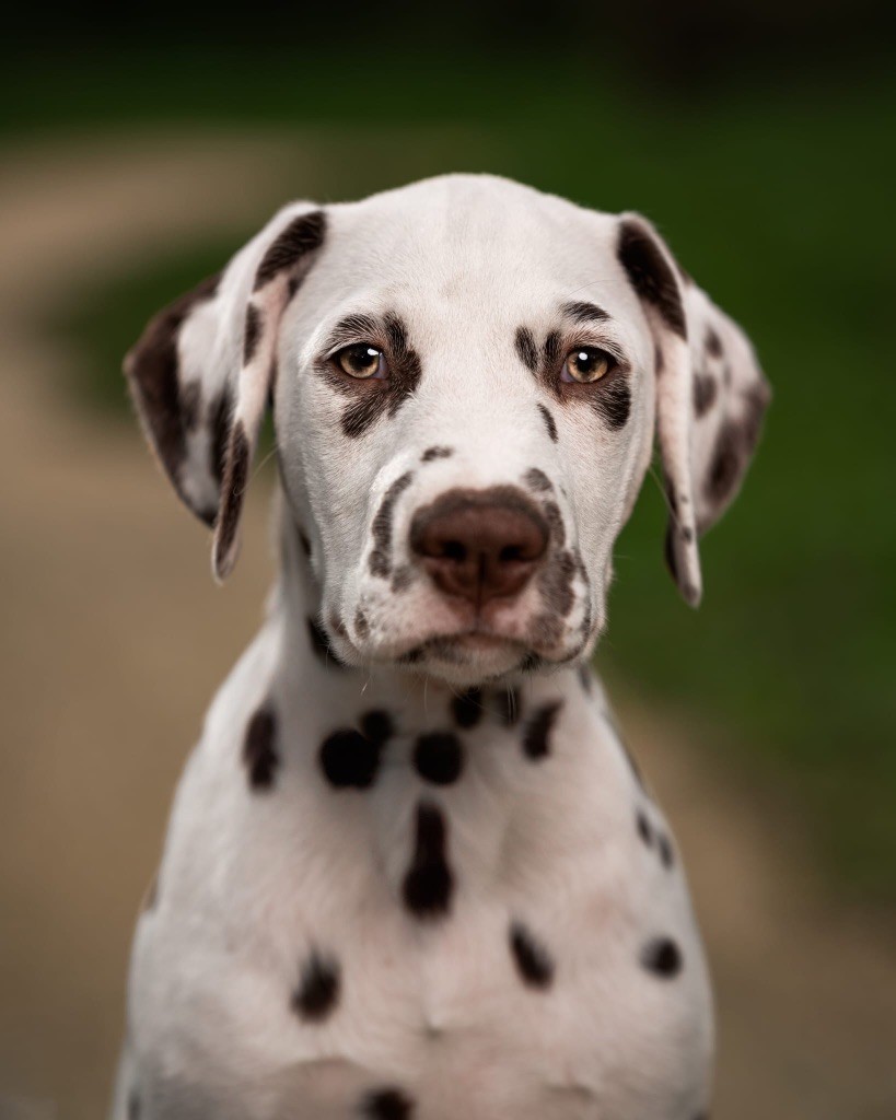 Of A Majestic Spotted White - Chiot disponible  - Dalmatien