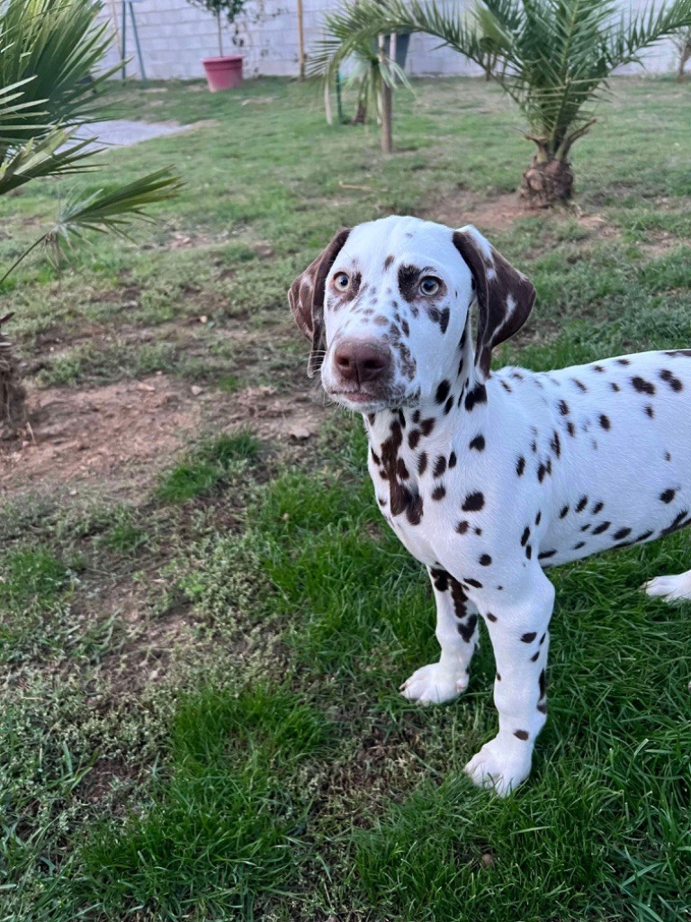 Of A Majestic Spotted White - Chiot disponible  - Dalmatien