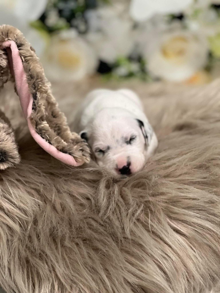 chiot Dalmatien Of A Majestic Spotted White