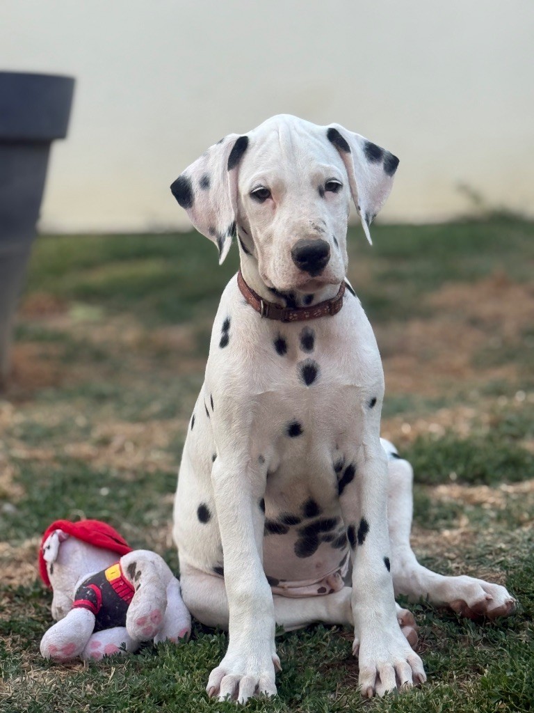 Of A Majestic Spotted White - Chiots disponibles - Dalmatien
