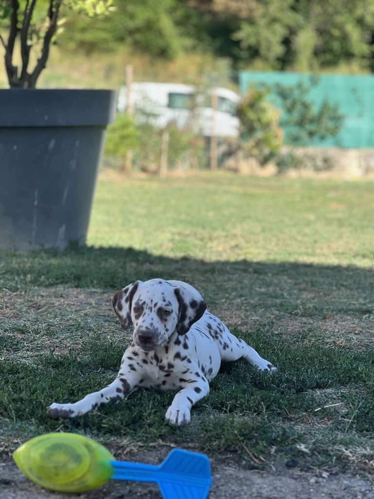 Of A Majestic Spotted White - Chiots disponibles - Dalmatien