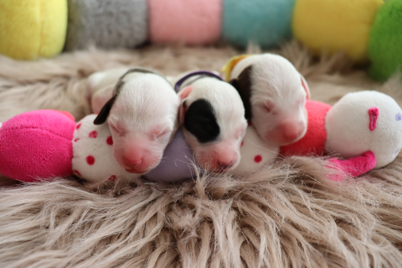 Chiot Dalmatien Of A Majestic Spotted White