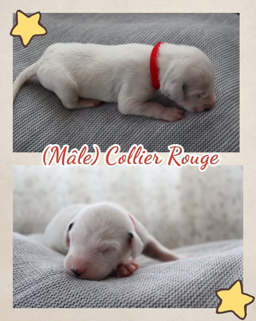 Of A Majestic Spotted White - Chiots disponibles - Dalmatien