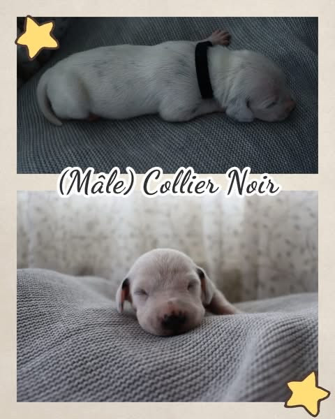 Of A Majestic Spotted White - Chiots disponibles - Dalmatien