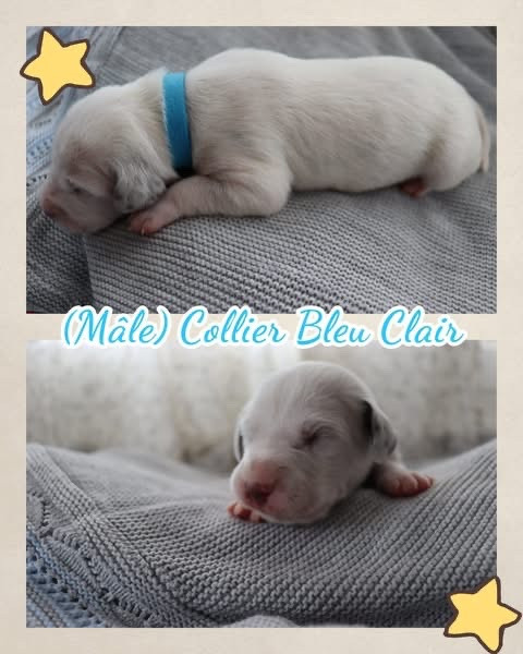 Of A Majestic Spotted White - Chiots disponibles - Dalmatien