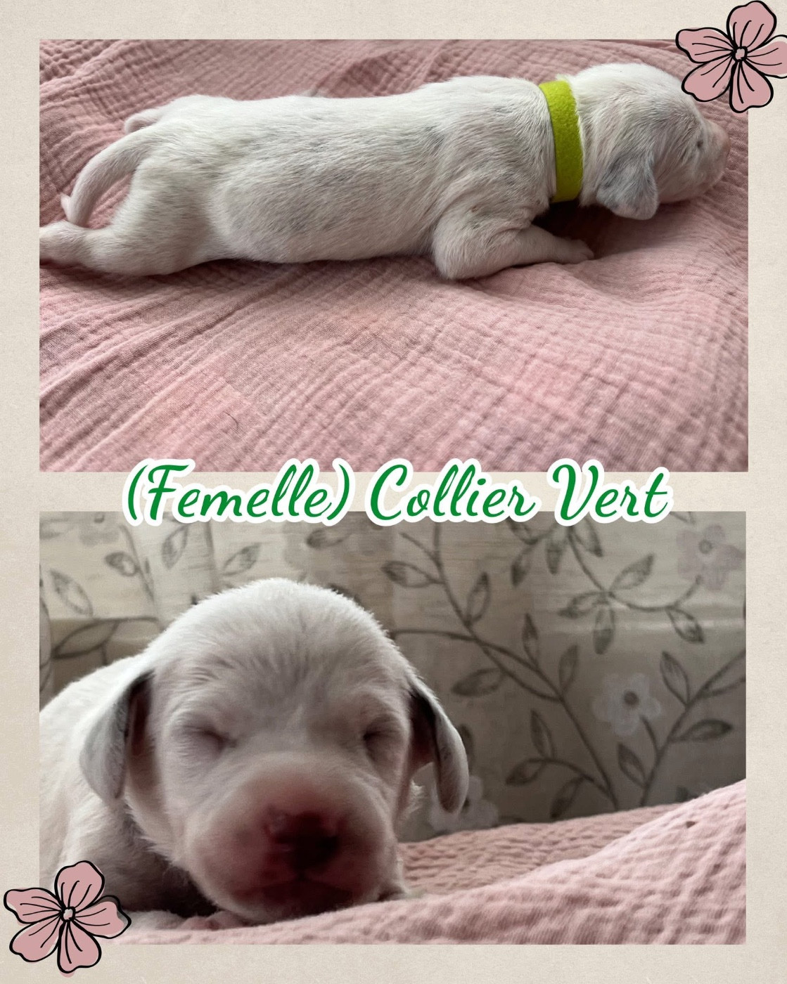 Of A Majestic Spotted White - Chiots disponibles - Dalmatien