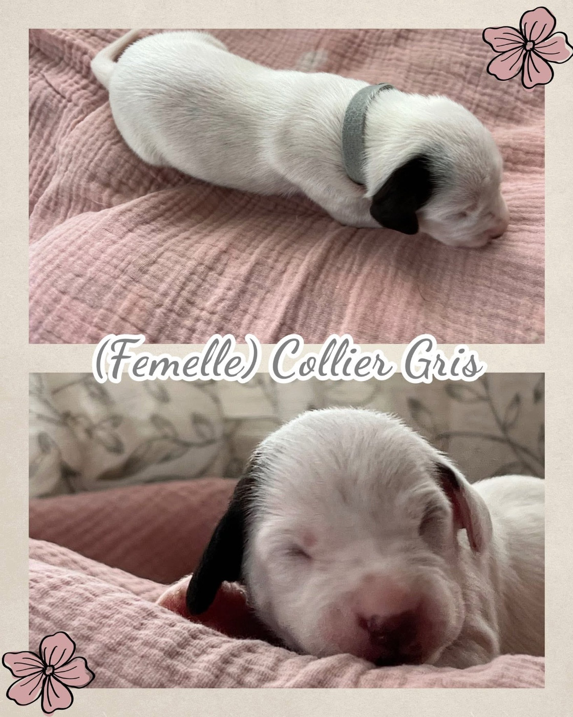 Of A Majestic Spotted White - Chiots disponibles - Dalmatien