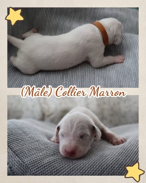 Of A Majestic Spotted White - Chiots disponibles - Dalmatien