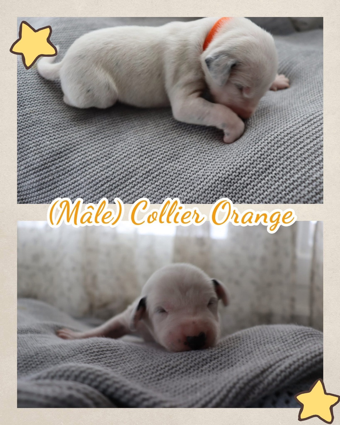Of A Majestic Spotted White - Chiots disponibles - Dalmatien