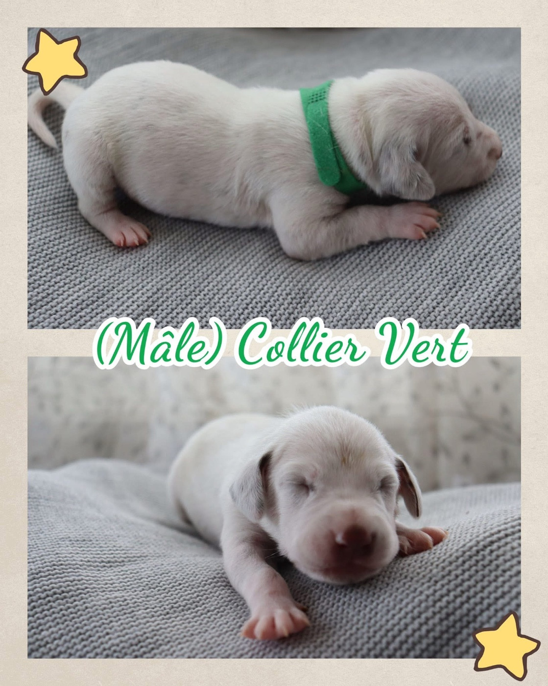 Of A Majestic Spotted White - Chiots disponibles - Dalmatien