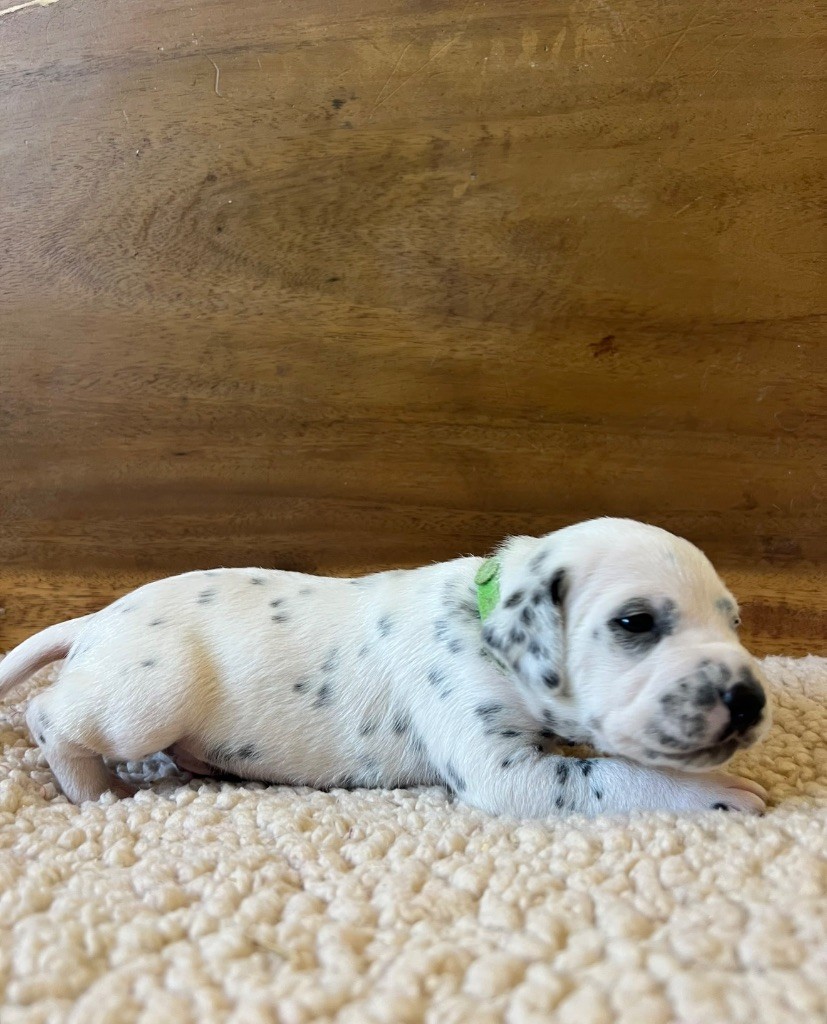 Of A Majestic Spotted White - Chiots disponibles - Dalmatien