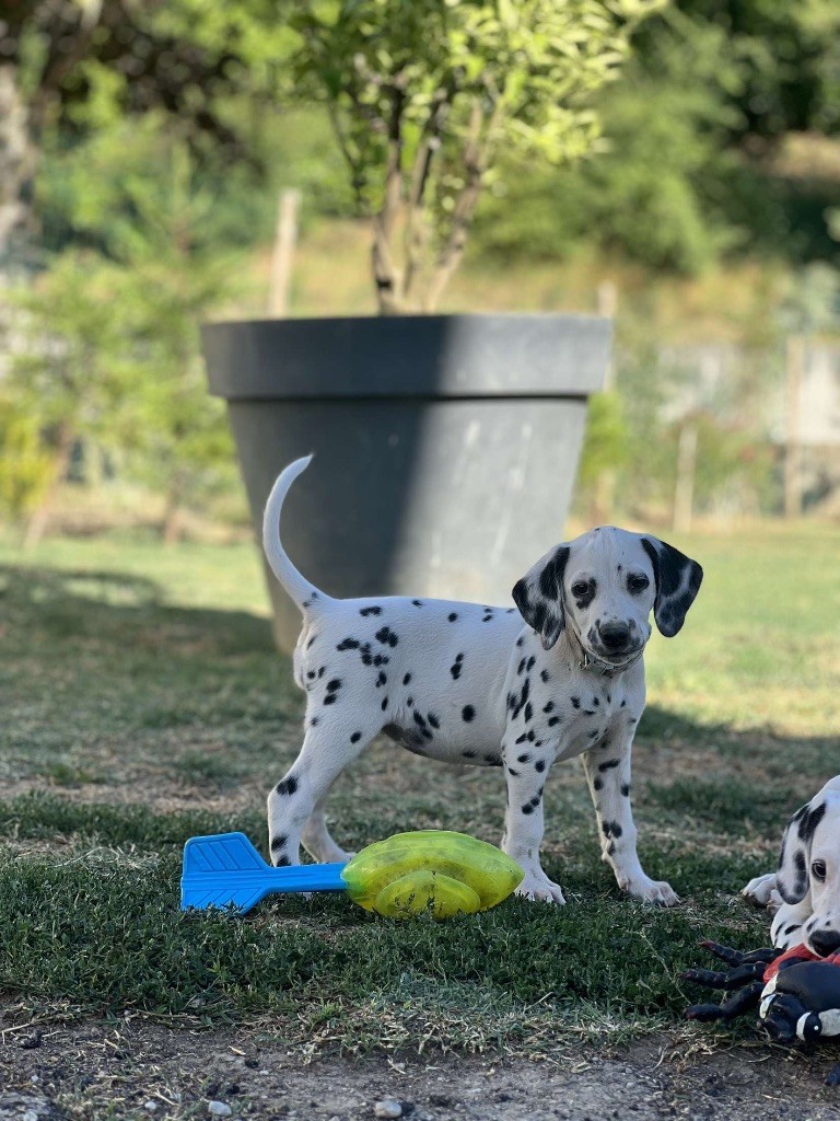 Of A Majestic Spotted White - Chiots disponibles - Dalmatien