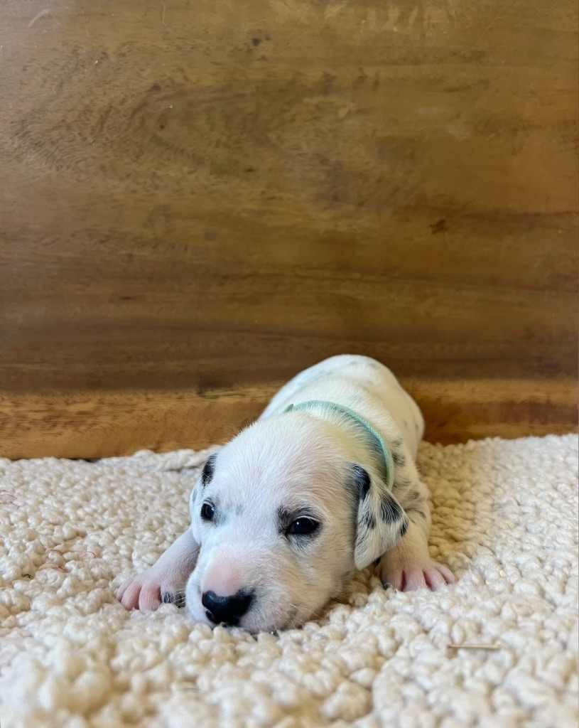 Of A Majestic Spotted White - Chiots disponibles - Dalmatien
