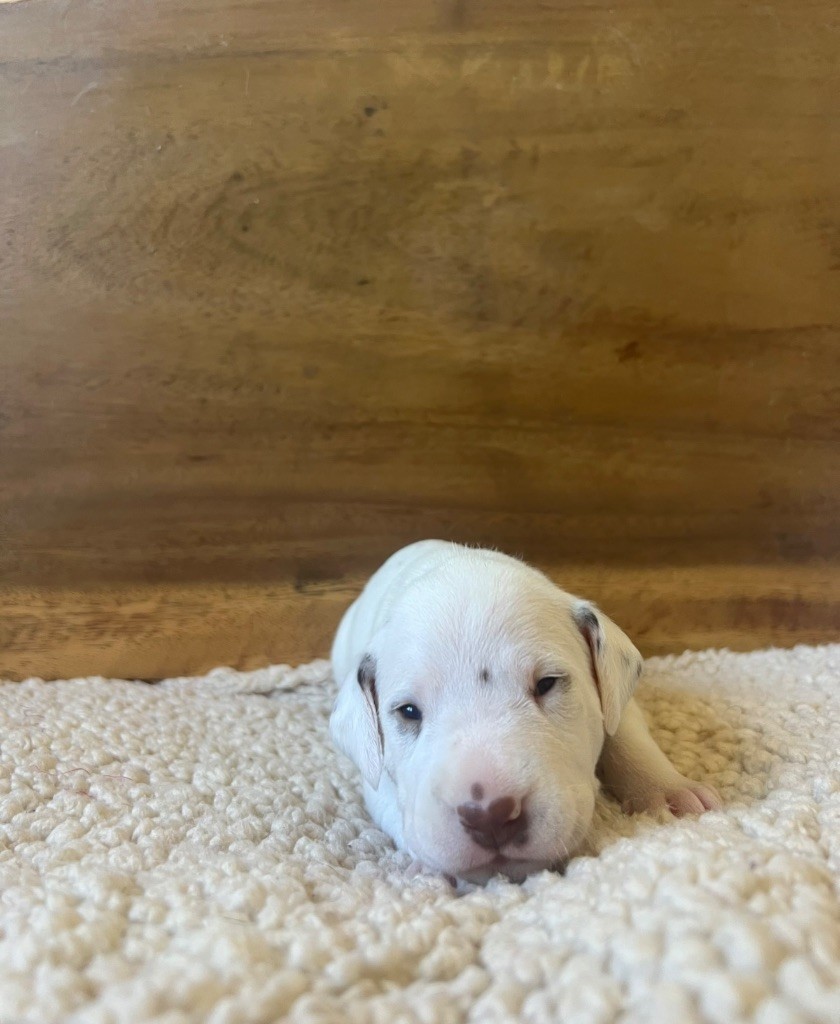 Of A Majestic Spotted White - Chiots disponibles - Dalmatien