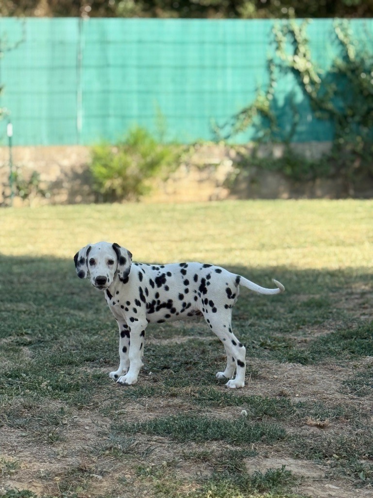 Of A Majestic Spotted White - Chiots disponibles - Dalmatien