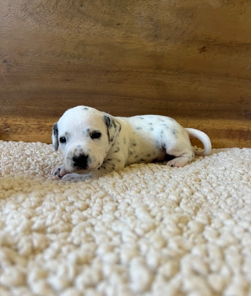 Of A Majestic Spotted White - Chiots disponibles - Dalmatien