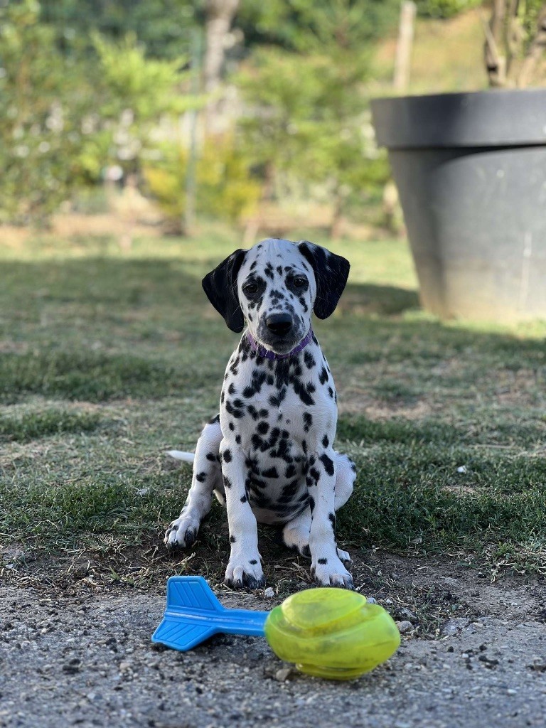 Of A Majestic Spotted White - Chiots disponibles - Dalmatien