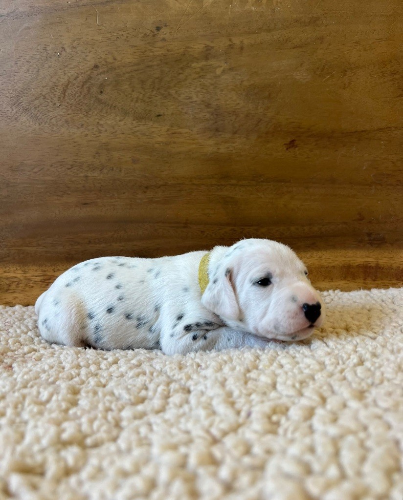 Of A Majestic Spotted White - Chiots disponibles - Dalmatien