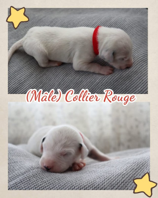 Collier rouge