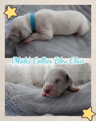 Collier bleu clair