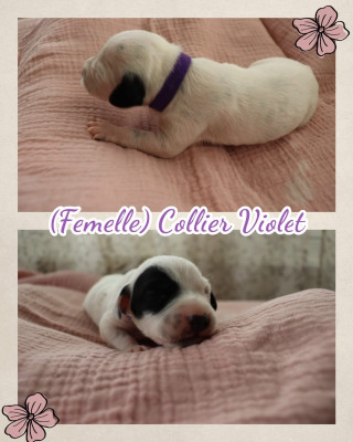 Collier violet