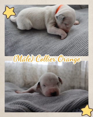 Collier orange