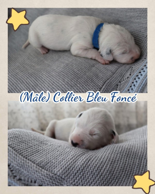 Collier bleu foncé
