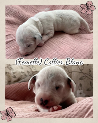 Collier blanc