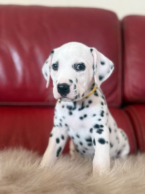 Femelle collier jaune
