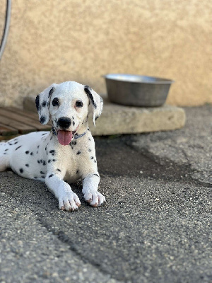 CHIOT 1