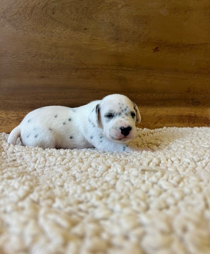 Of A Majestic Spotted White - Chiots disponibles - Dalmatien