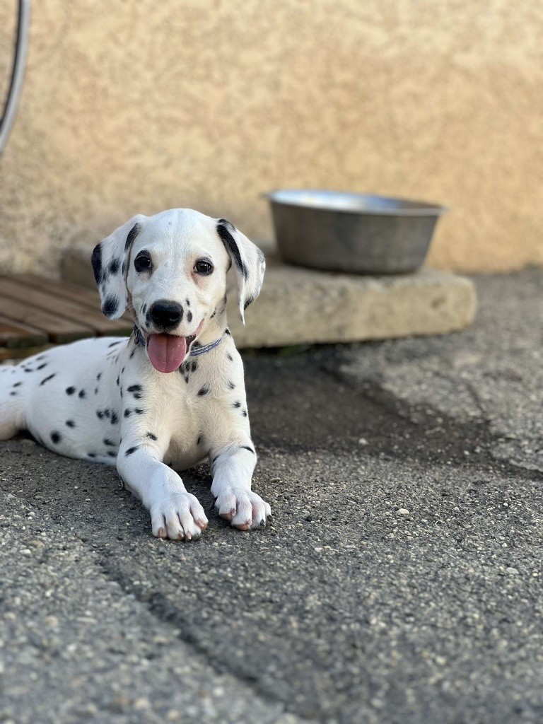 Of A Majestic Spotted White - Chiots disponibles - Dalmatien