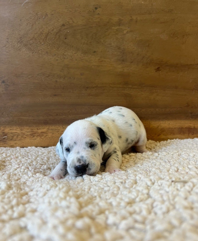 Of A Majestic Spotted White - Chiots disponibles - Dalmatien