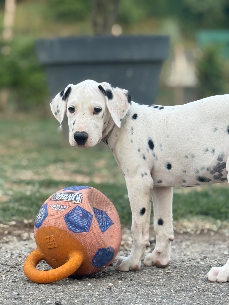 Of A Majestic Spotted White - Chiots disponibles - Dalmatien