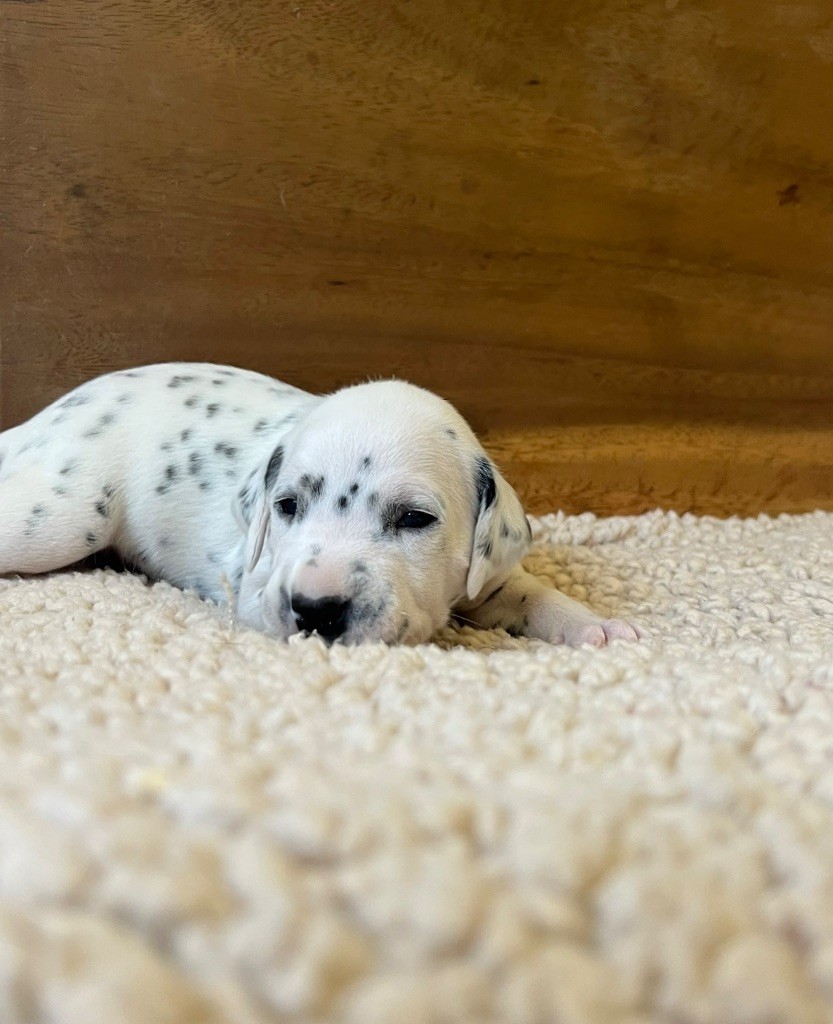 Of A Majestic Spotted White - Chiots disponibles - Dalmatien