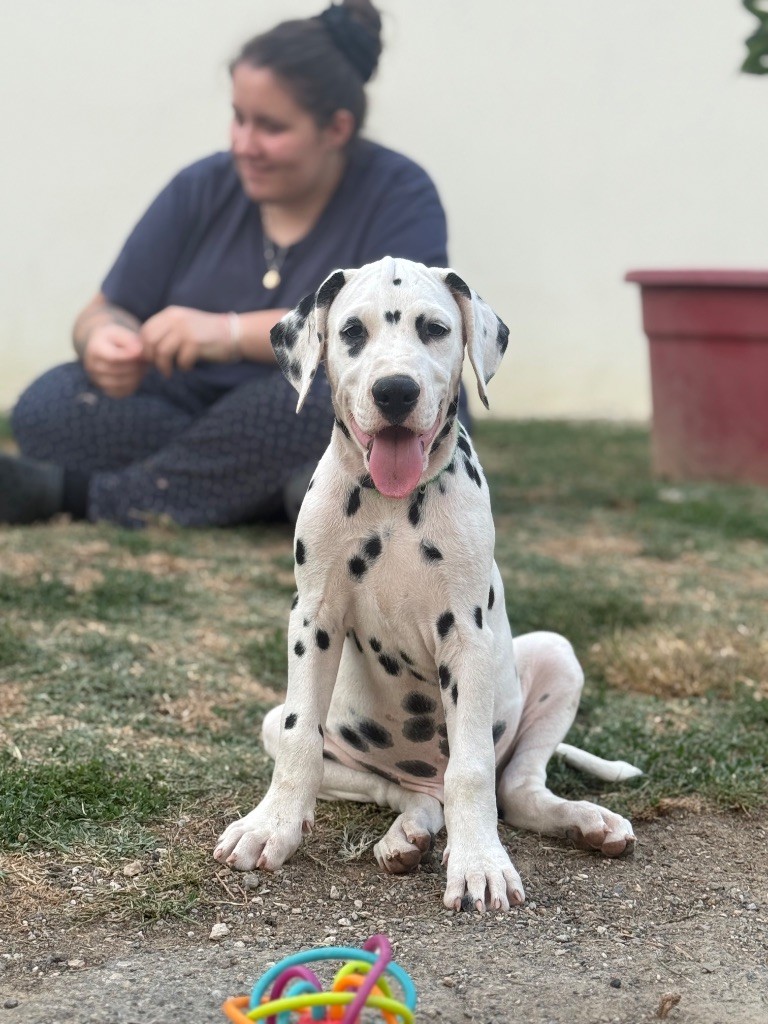 Of A Majestic Spotted White - Chiots disponibles - Dalmatien